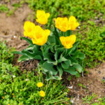 IMG_20180505_143753_Bokeh-EFFECTS-edited