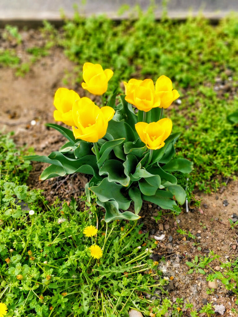 IMG_20180505_143753_Bokeh-EFFECTS-edited